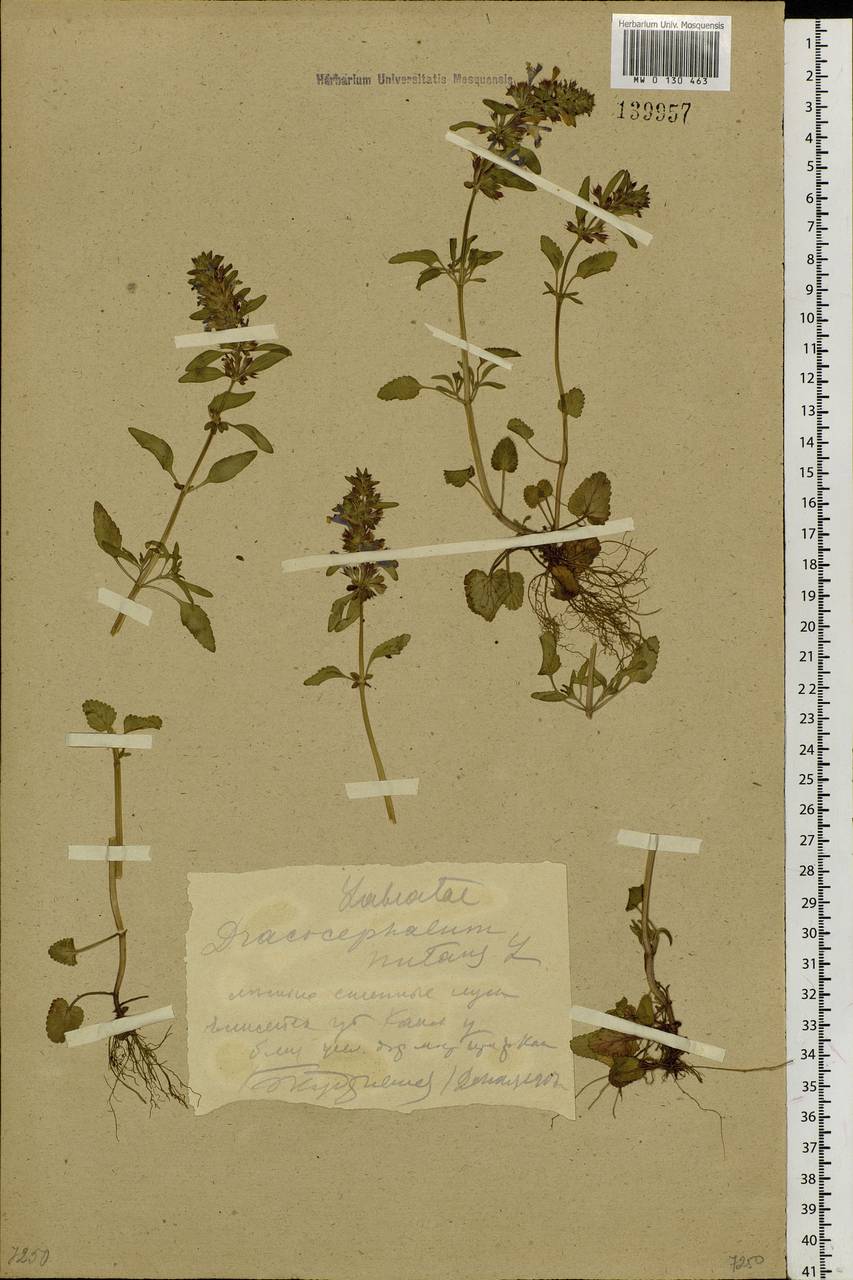 Dracocephalum nutans L., Siberia, Central Siberia (S3) (Russia)