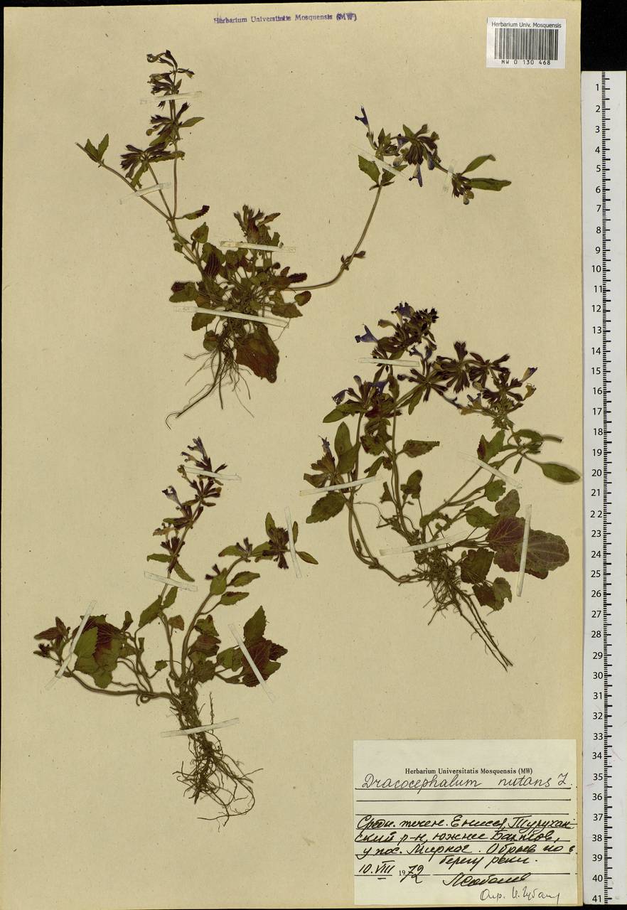 Dracocephalum nutans L., Siberia, Central Siberia (S3) (Russia)