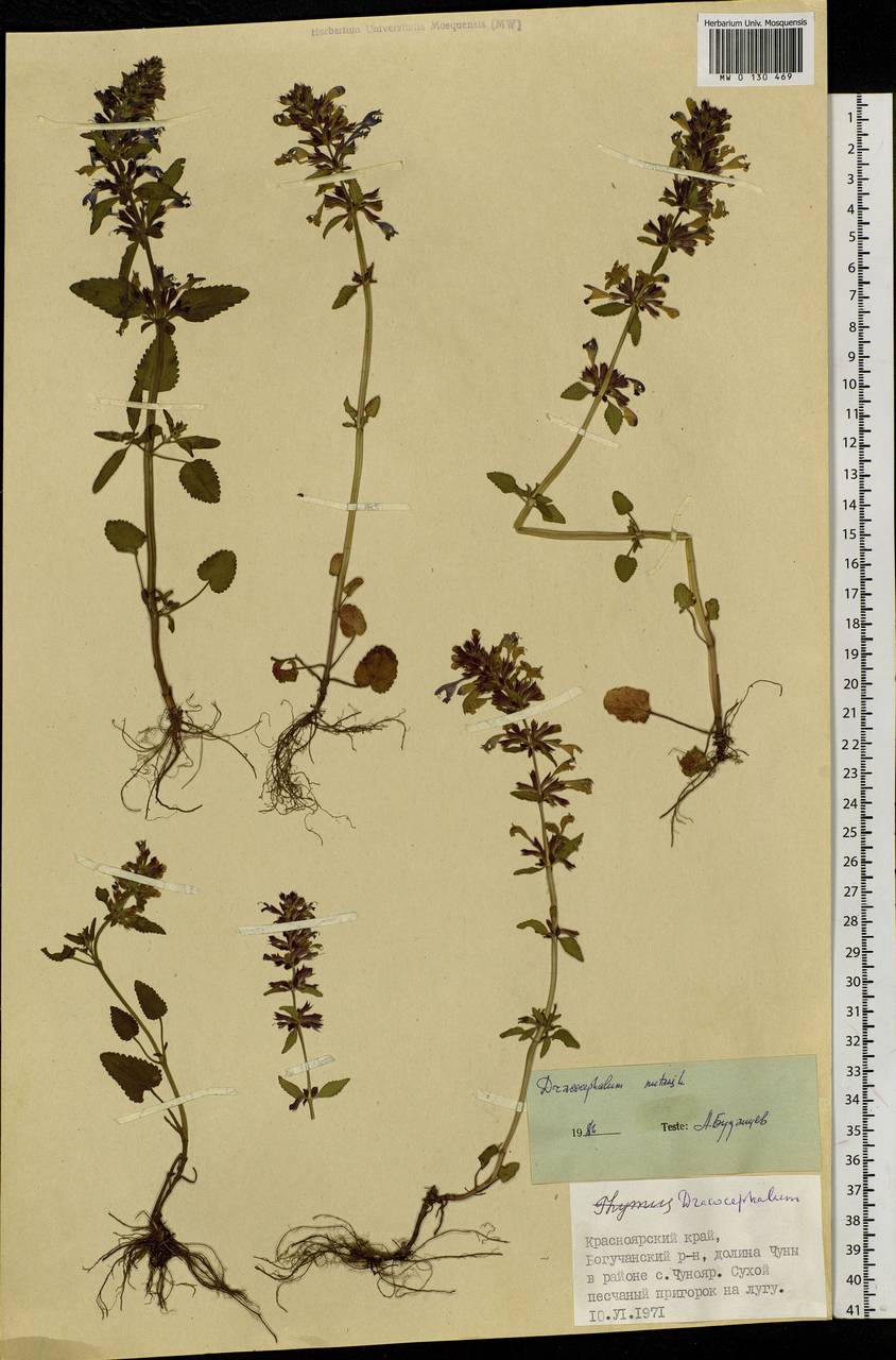 Dracocephalum nutans L., Siberia, Central Siberia (S3) (Russia)