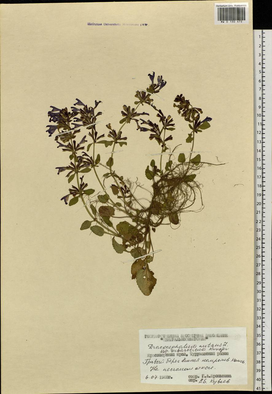Dracocephalum nutans L., Siberia, Central Siberia (S3) (Russia)