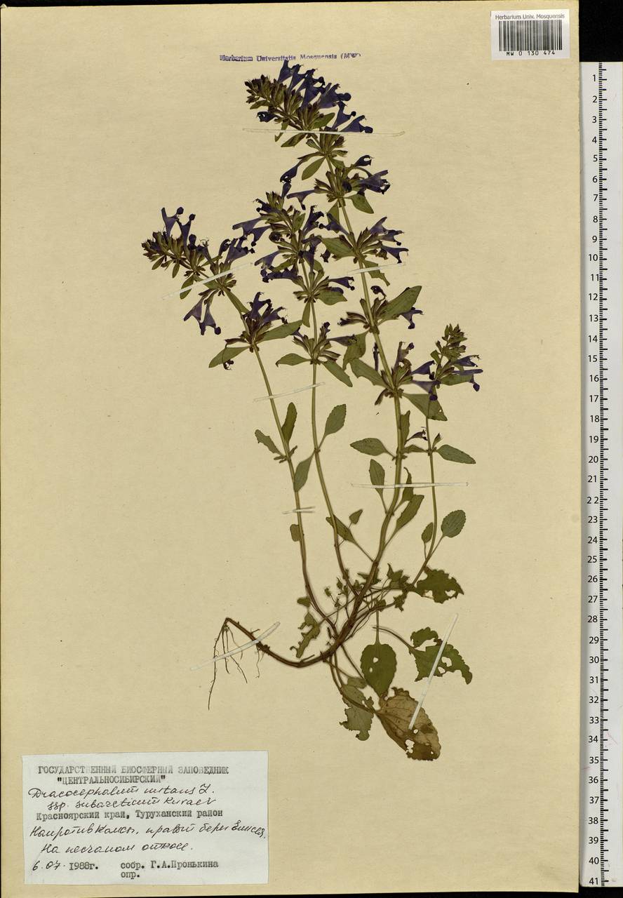 Dracocephalum nutans L., Siberia, Central Siberia (S3) (Russia)
