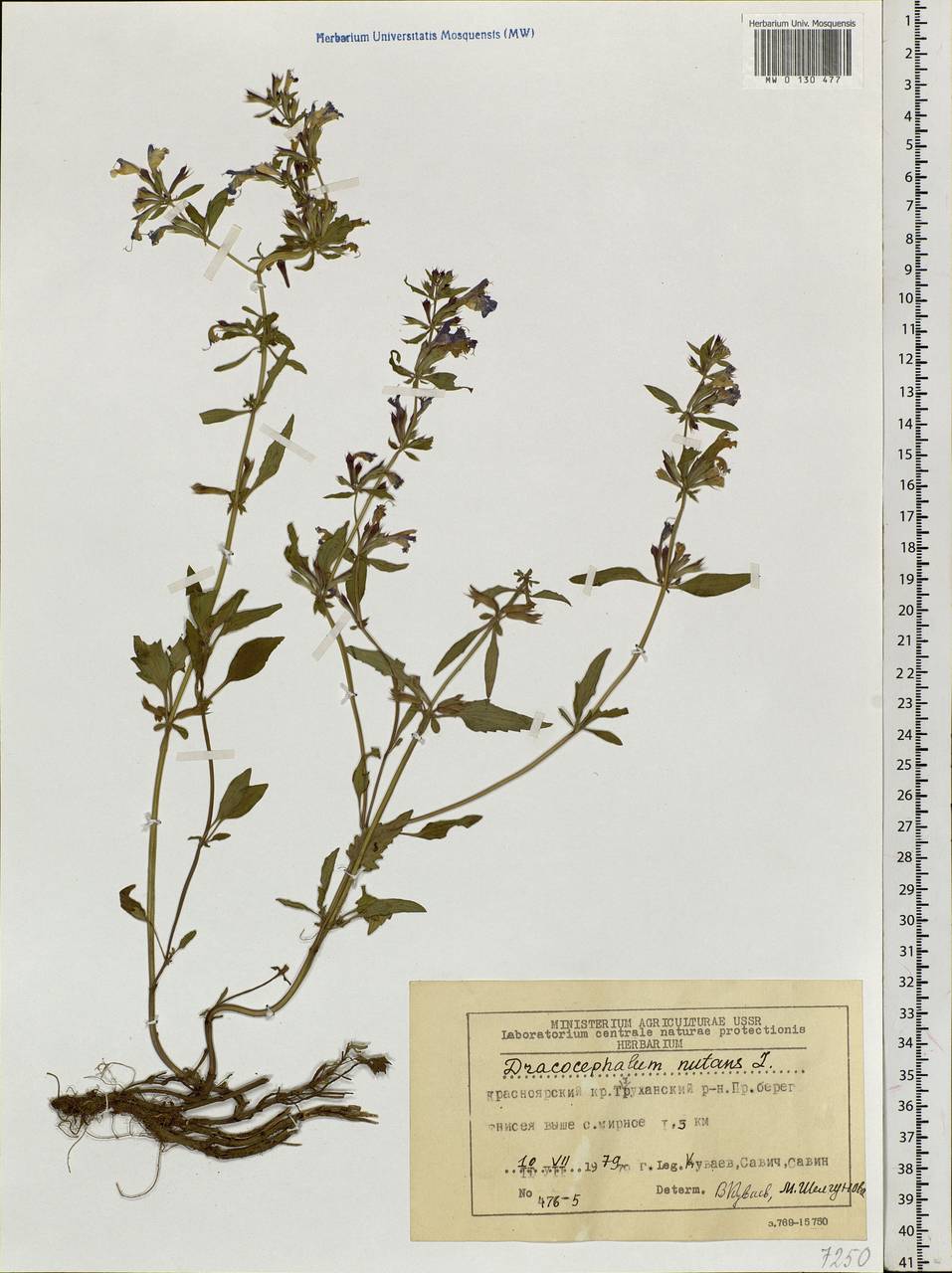 Dracocephalum nutans L., Siberia, Central Siberia (S3) (Russia)