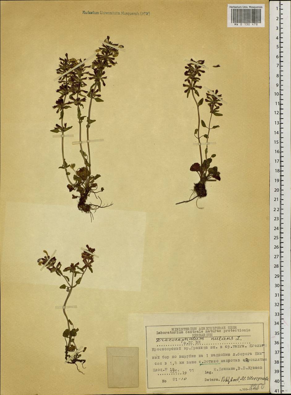 Dracocephalum nutans L., Siberia, Central Siberia (S3) (Russia)