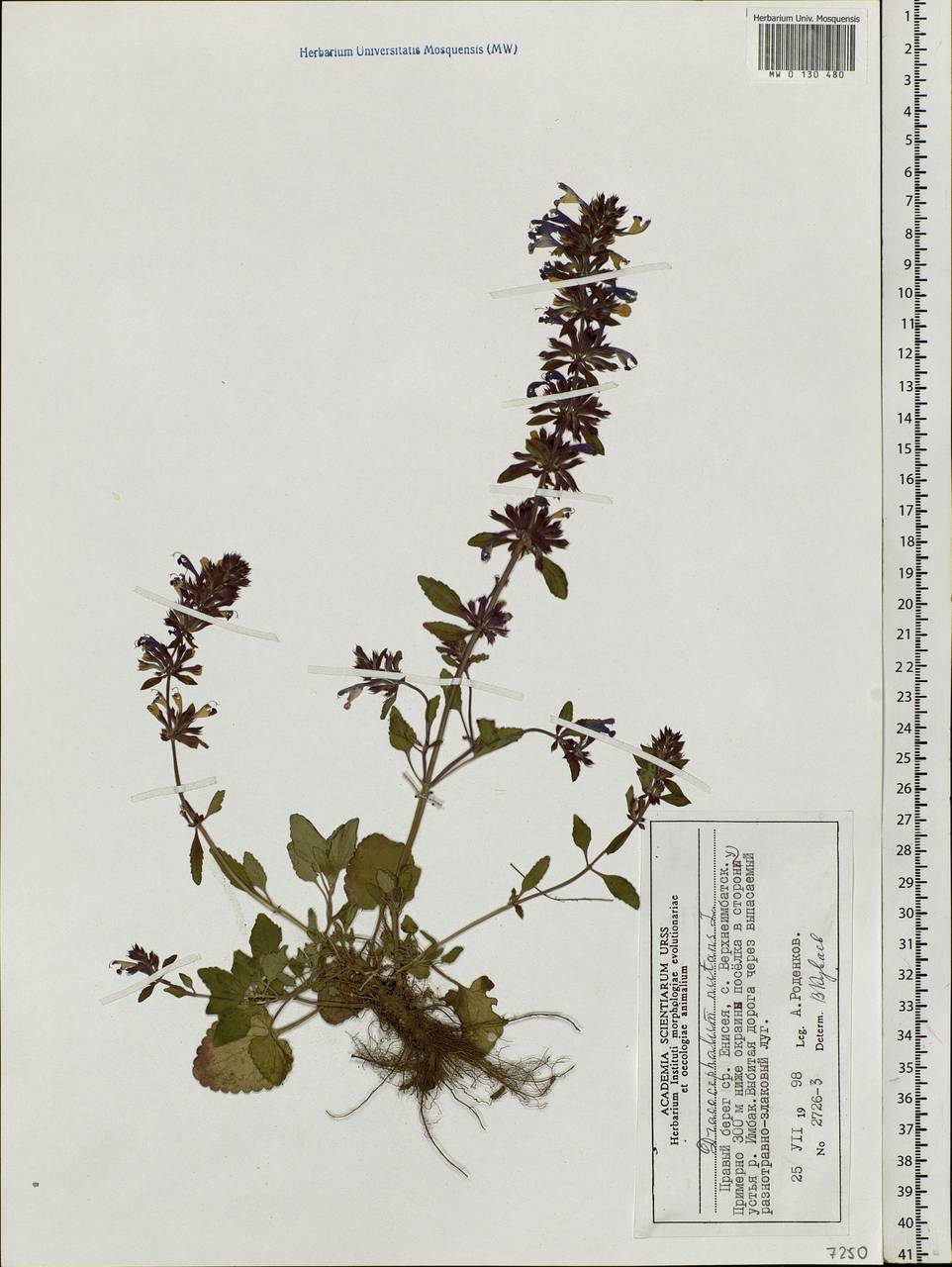 Dracocephalum nutans L., Siberia, Central Siberia (S3) (Russia)