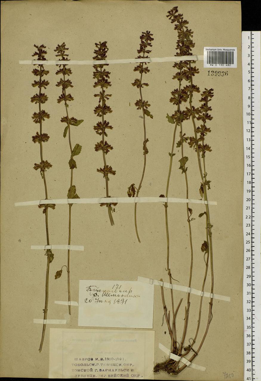 Dracocephalum nutans L., Siberia, Western (Kazakhstan) Altai Mountains (S2a) (Kazakhstan)