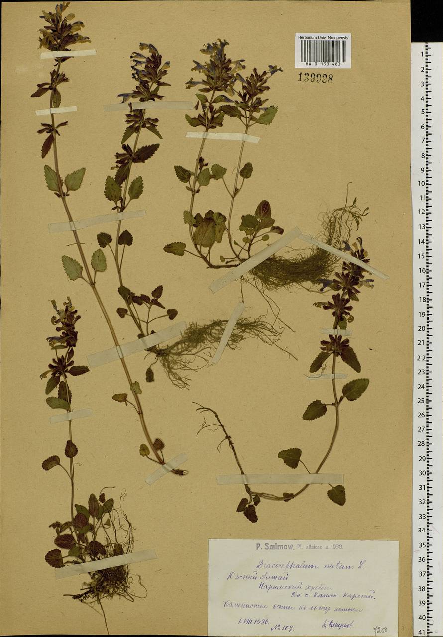 Dracocephalum nutans L., Siberia, Western (Kazakhstan) Altai Mountains (S2a) (Kazakhstan)