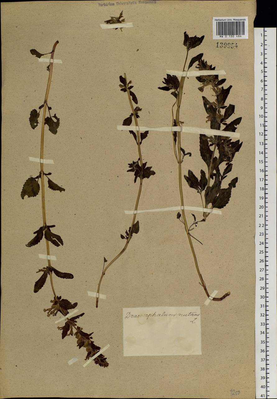 Dracocephalum nutans L., Siberia, Altai & Sayany Mountains (S2) (Russia)