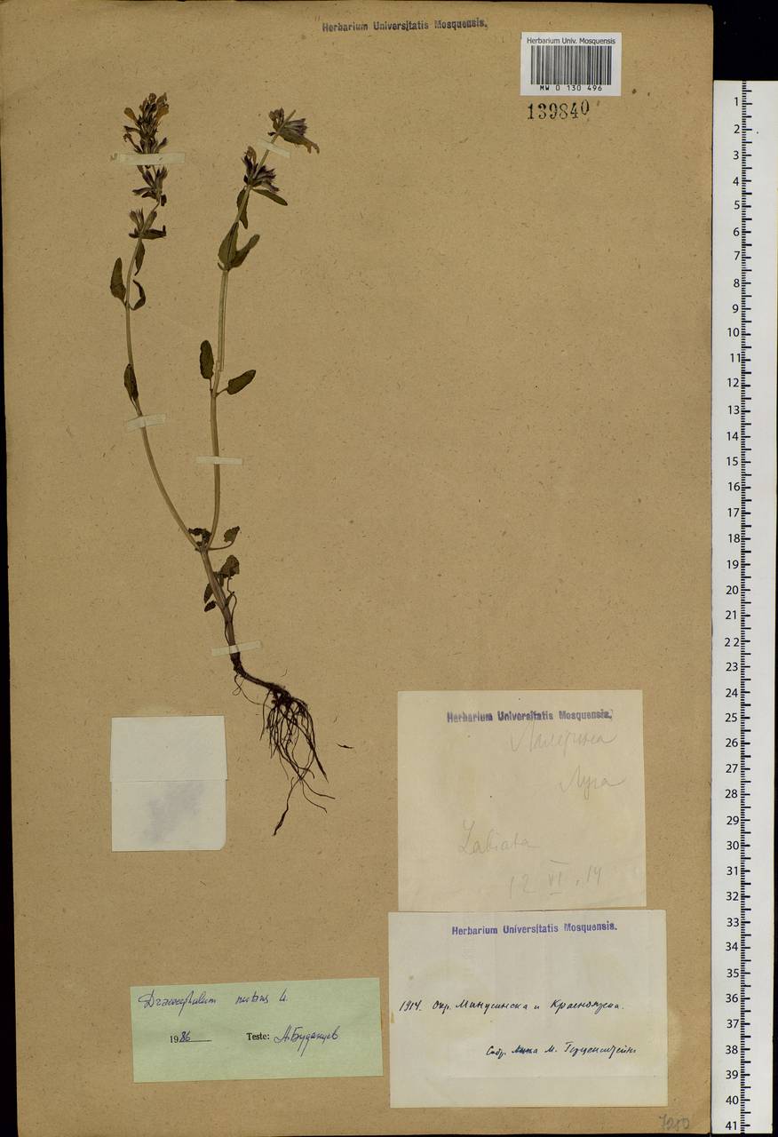 Dracocephalum nutans L., Siberia, Central Siberia (S3) (Russia)