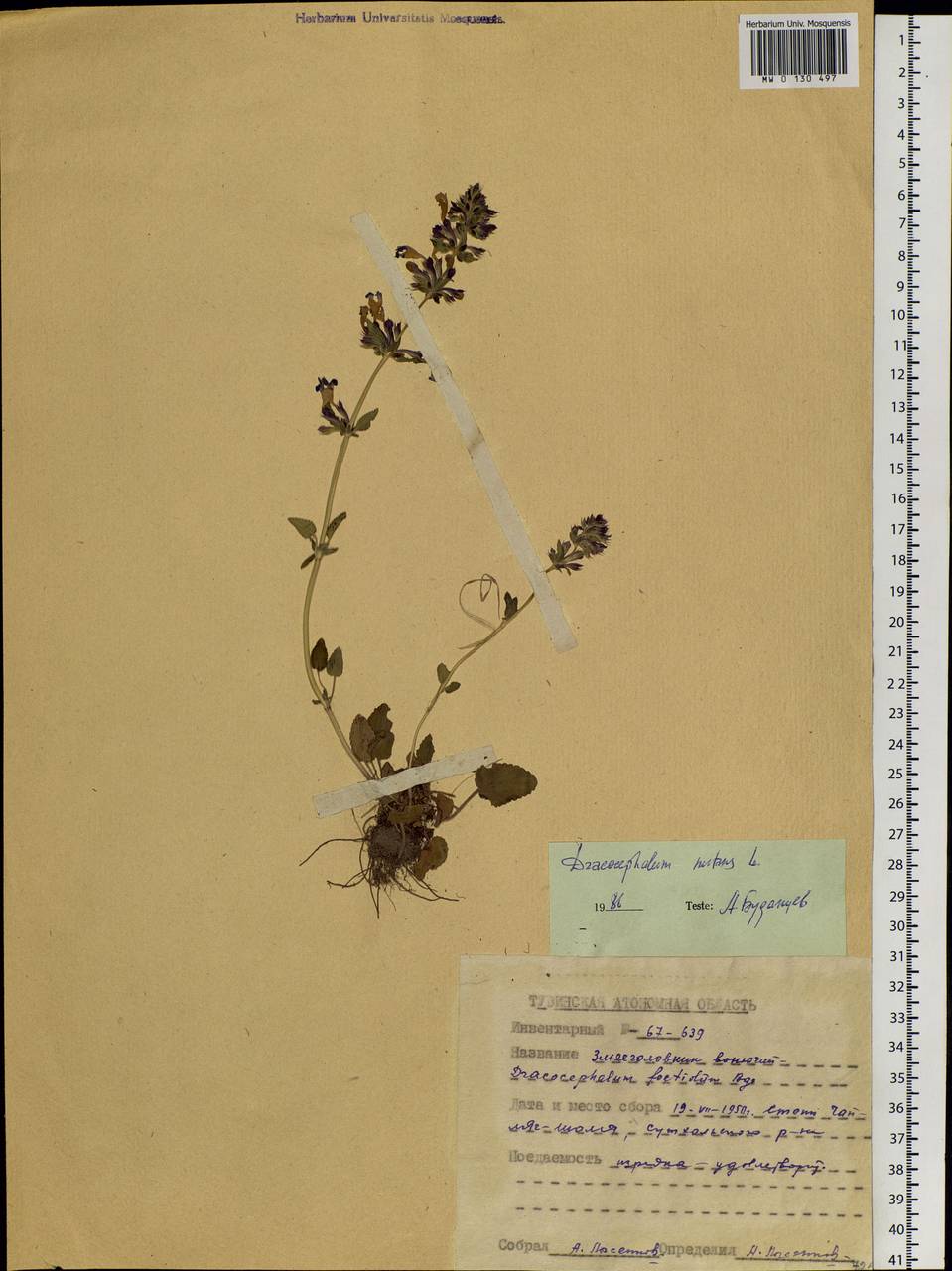 Dracocephalum nutans L., Siberia, Altai & Sayany Mountains (S2) (Russia)
