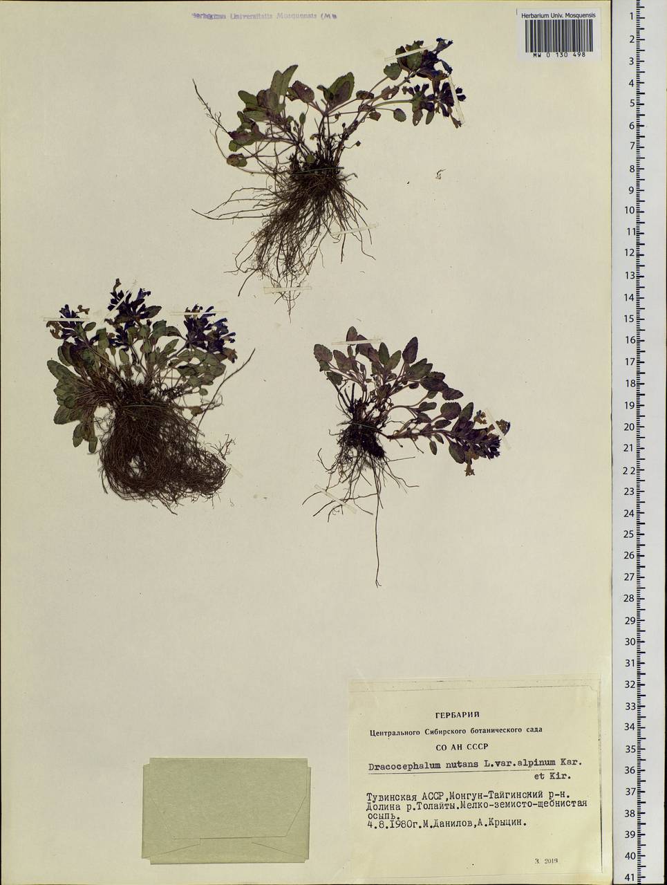 Dracocephalum nutans L., Siberia, Altai & Sayany Mountains (S2) (Russia)