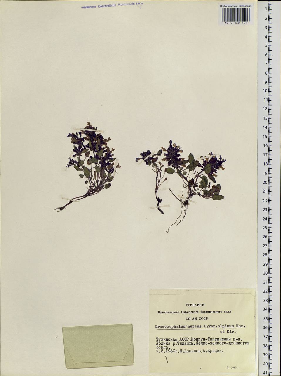 Dracocephalum nutans L., Siberia, Altai & Sayany Mountains (S2) (Russia)