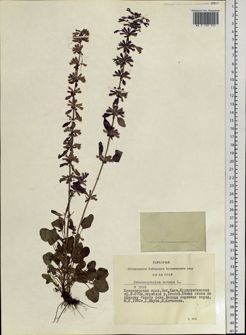 Dracocephalum nutans L., Siberia, Altai & Sayany Mountains (S2) (Russia)