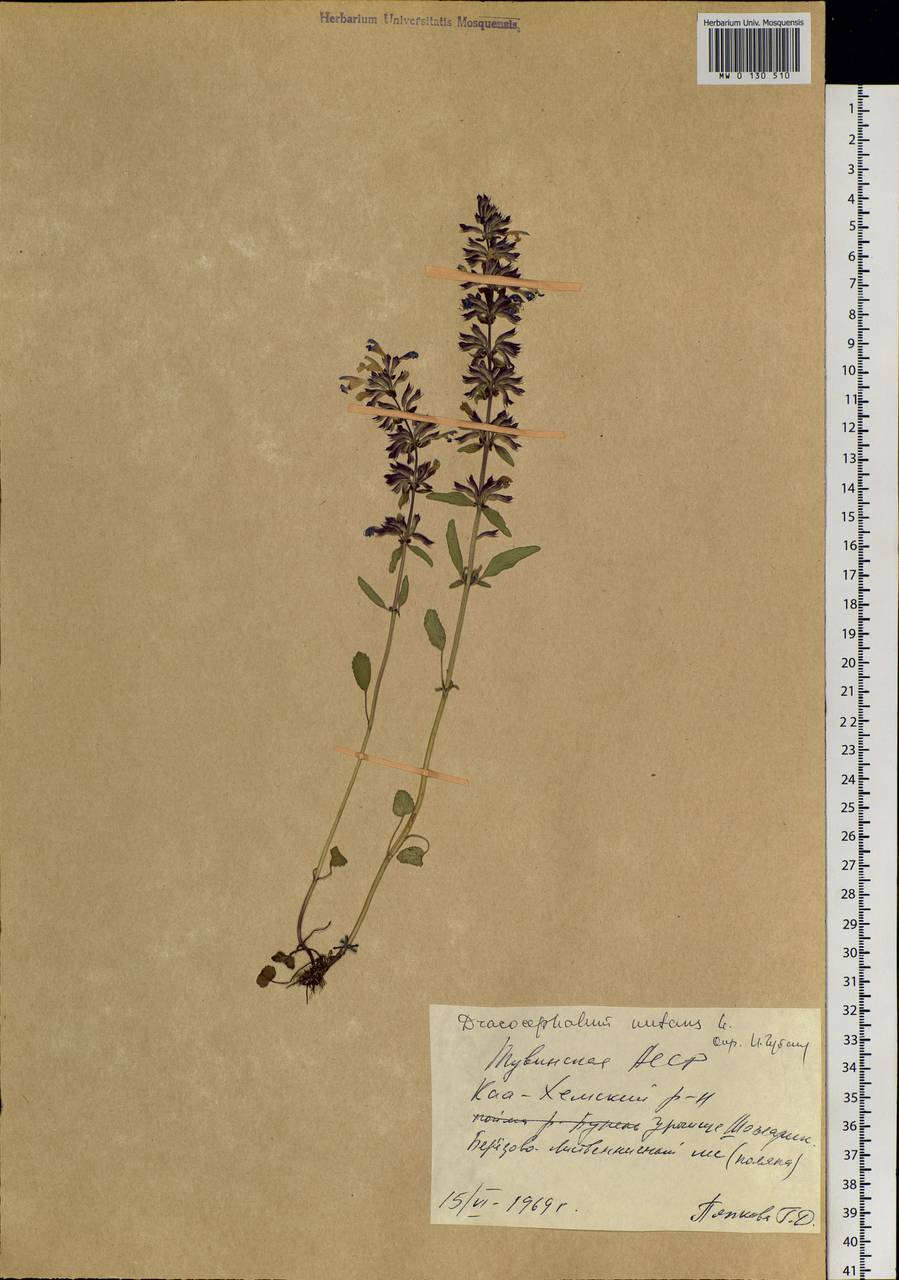 Dracocephalum nutans L., Siberia, Altai & Sayany Mountains (S2) (Russia)