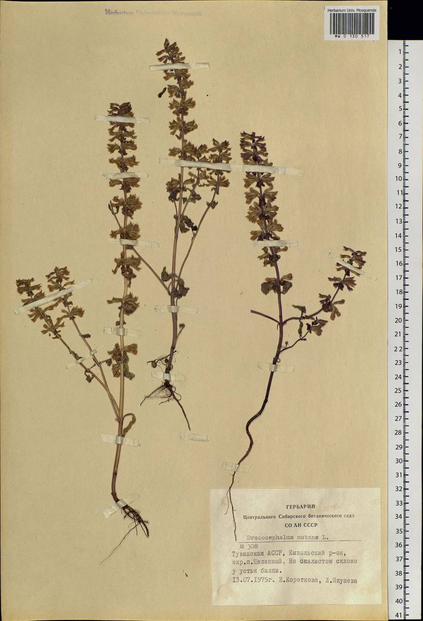 Dracocephalum nutans L., Siberia, Altai & Sayany Mountains (S2) (Russia)