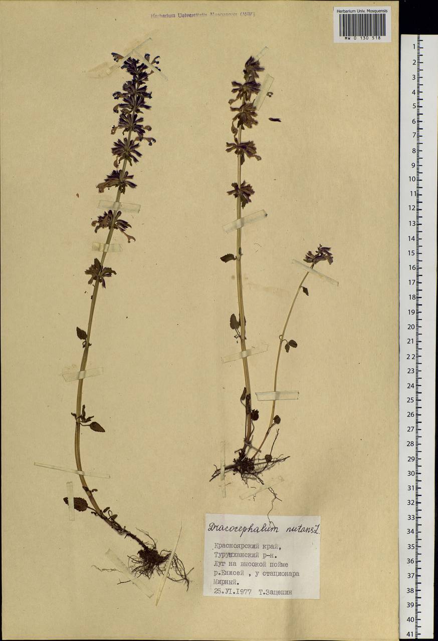 Dracocephalum nutans L., Siberia, Central Siberia (S3) (Russia)