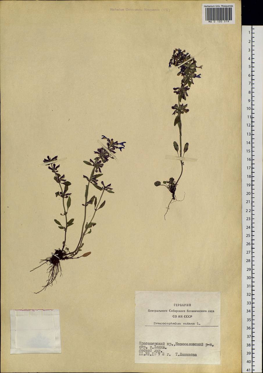 Dracocephalum nutans L., Siberia, Altai & Sayany Mountains (S2) (Russia)