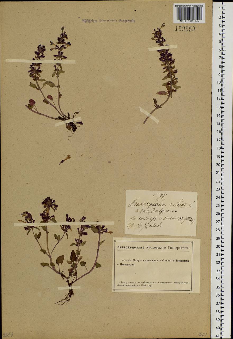 Dracocephalum nutans L., Siberia, Altai & Sayany Mountains (S2) (Russia)