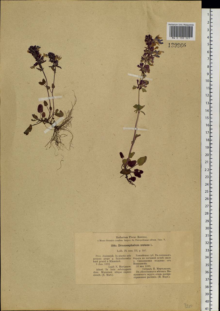 Dracocephalum nutans L., Siberia, Altai & Sayany Mountains (S2) (Russia)