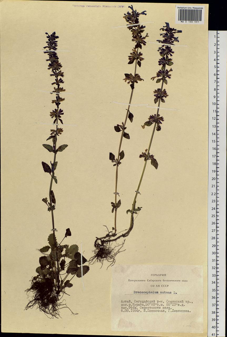 Dracocephalum nutans L., Siberia, Altai & Sayany Mountains (S2) (Russia)