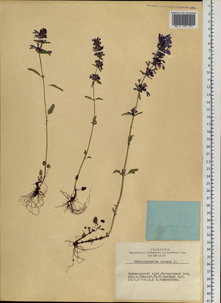 Dracocephalum nutans L., Siberia, Altai & Sayany Mountains (S2) (Russia)