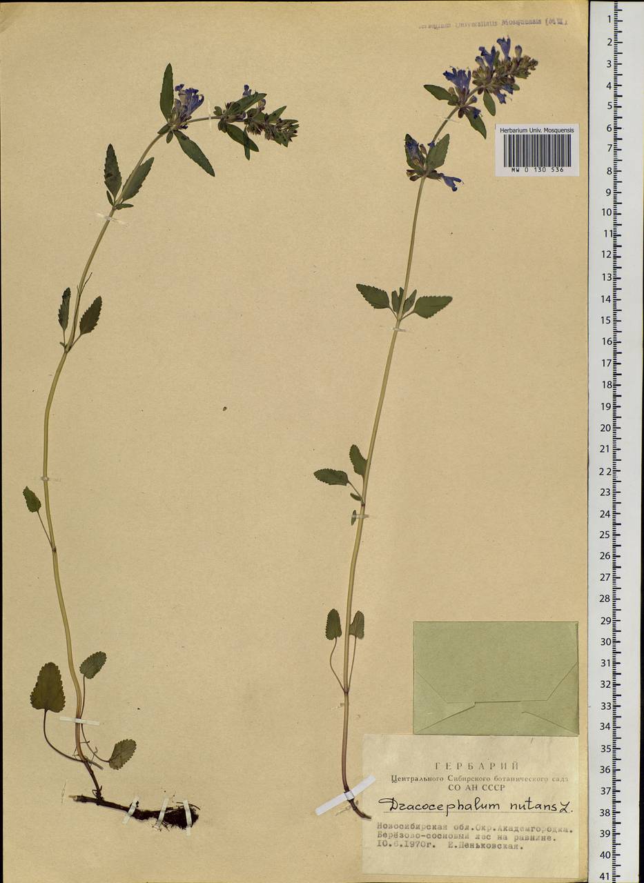 Dracocephalum nutans L., Siberia, Western Siberia (S1) (Russia)