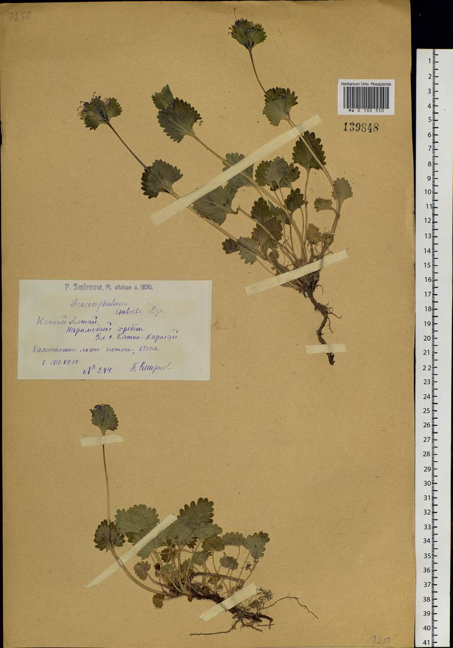 Dracocephalum imberbe Bunge, Siberia, Western (Kazakhstan) Altai Mountains (S2a) (Kazakhstan)