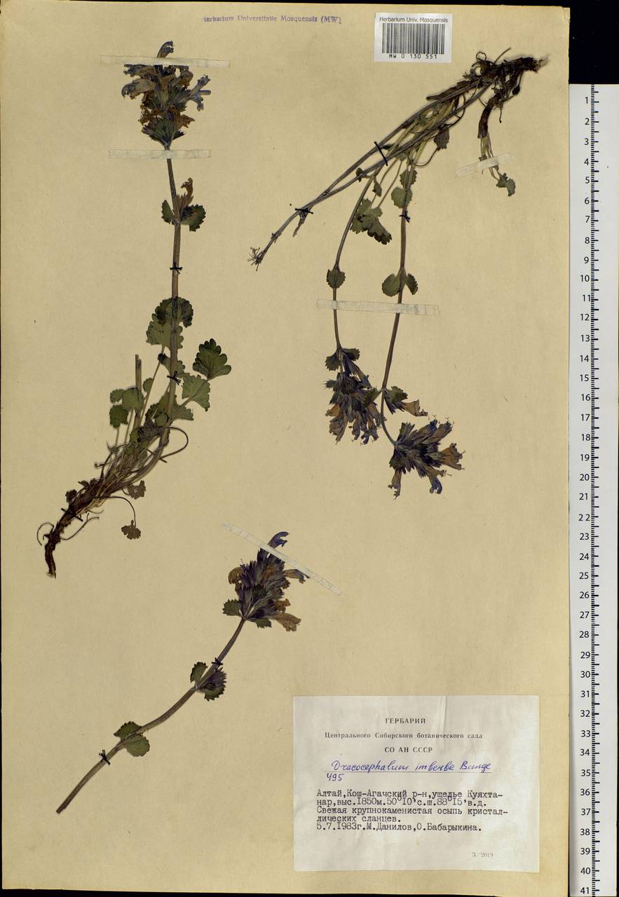 Dracocephalum imberbe Bunge, Siberia, Altai & Sayany Mountains (S2) (Russia)
