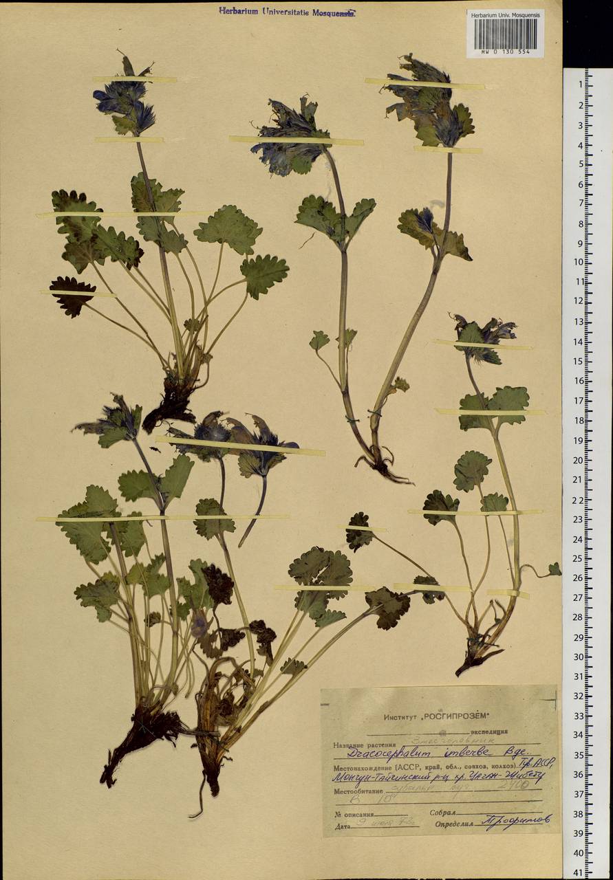 Dracocephalum imberbe Bunge, Siberia, Altai & Sayany Mountains (S2) (Russia)