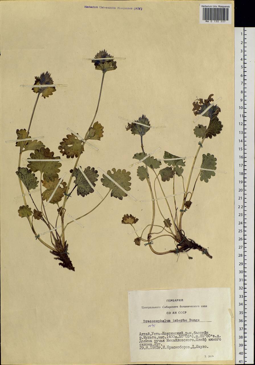 Dracocephalum imberbe Bunge, Siberia, Altai & Sayany Mountains (S2) (Russia)