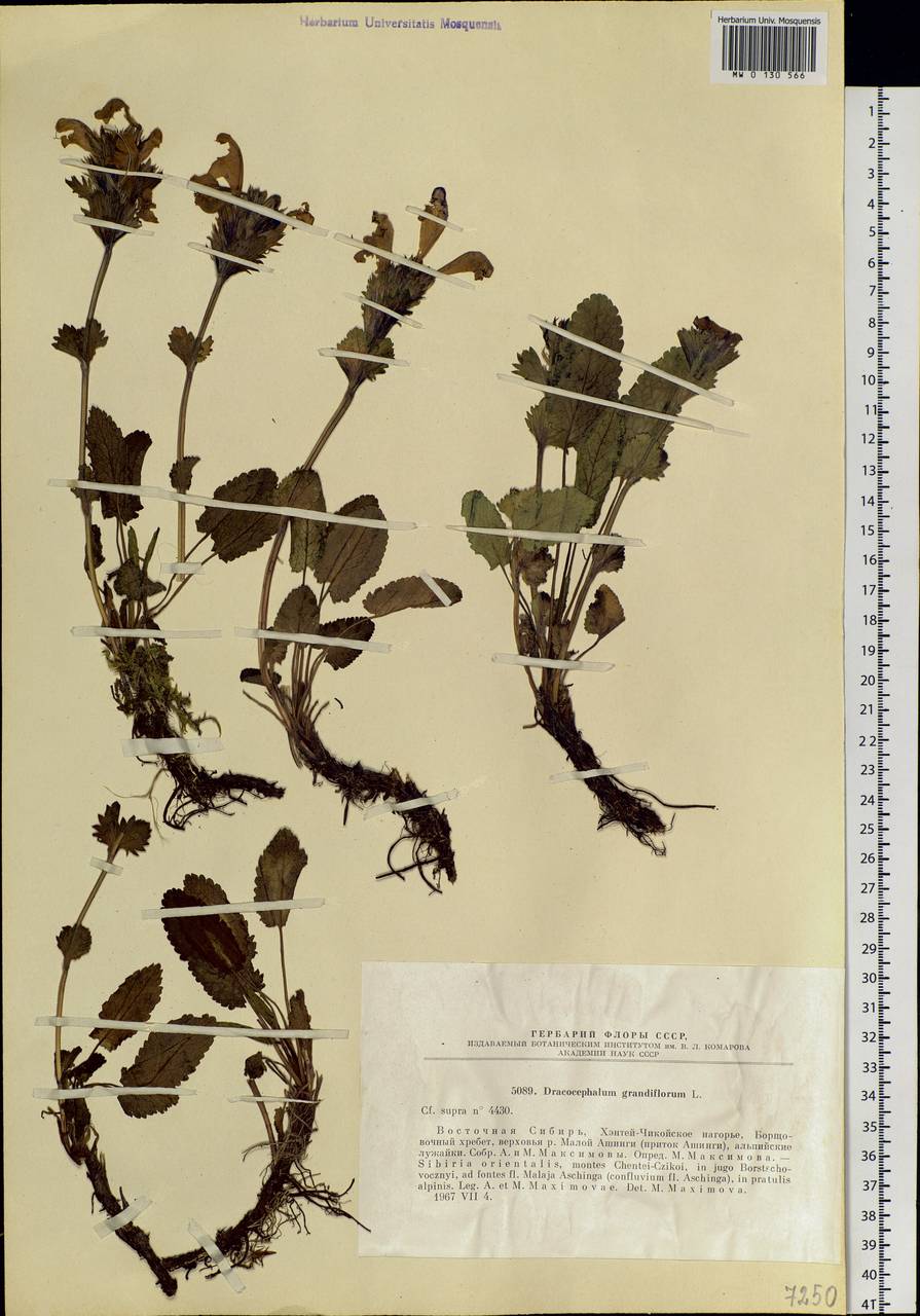 Dracocephalum grandiflorum L., Siberia, Baikal & Transbaikal region (S4) (Russia)