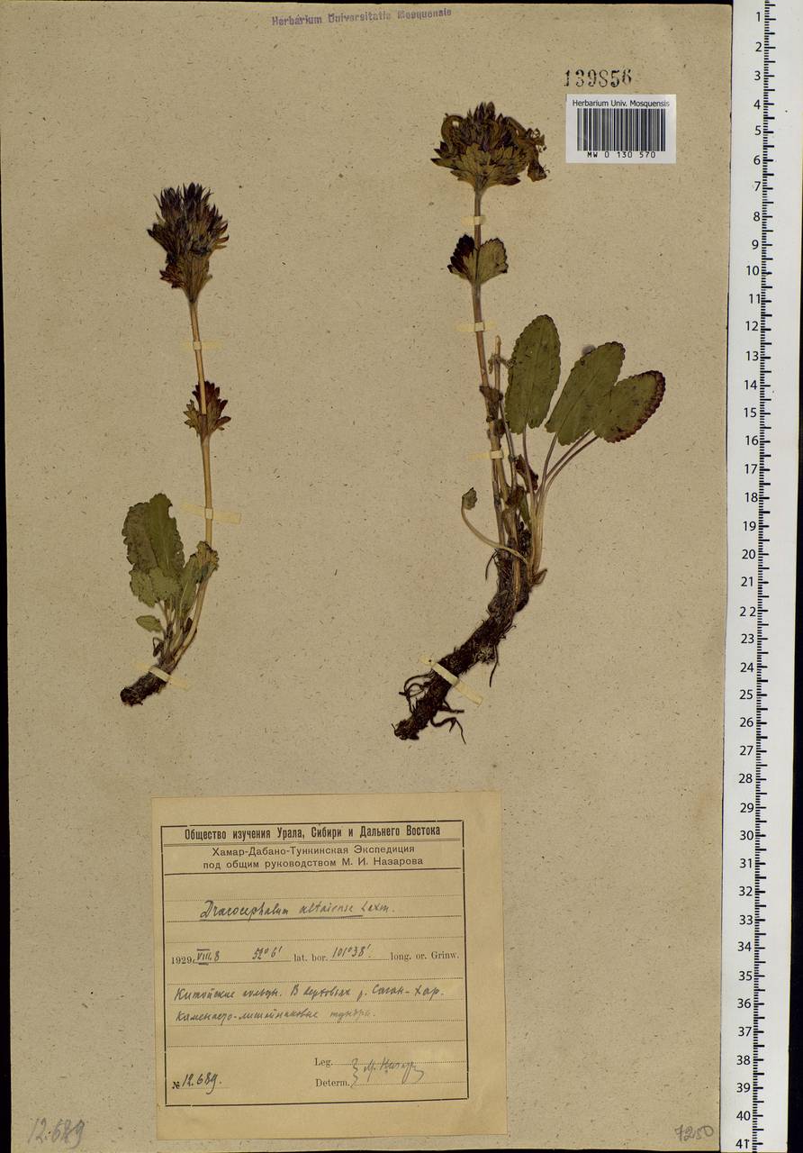 Dracocephalum grandiflorum L., Siberia, Baikal & Transbaikal region (S4) (Russia)