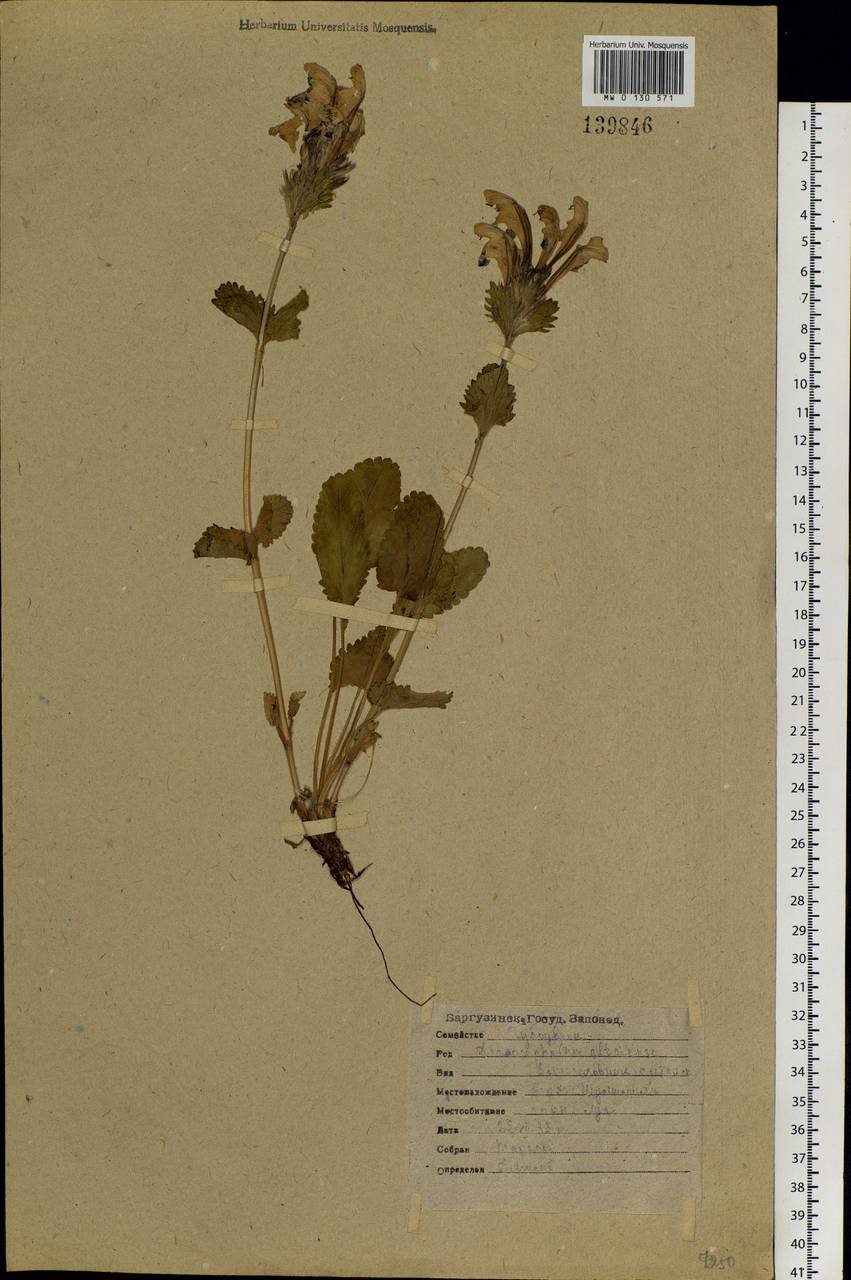 Dracocephalum grandiflorum L., Siberia, Baikal & Transbaikal region (S4) (Russia)