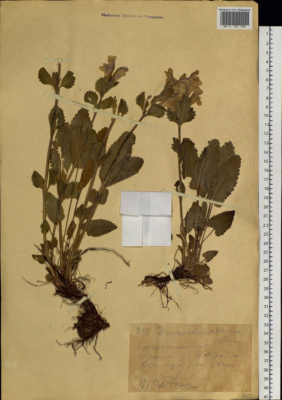 Dracocephalum grandiflorum L., Siberia, Western (Kazakhstan) Altai Mountains (S2a) (Kazakhstan)