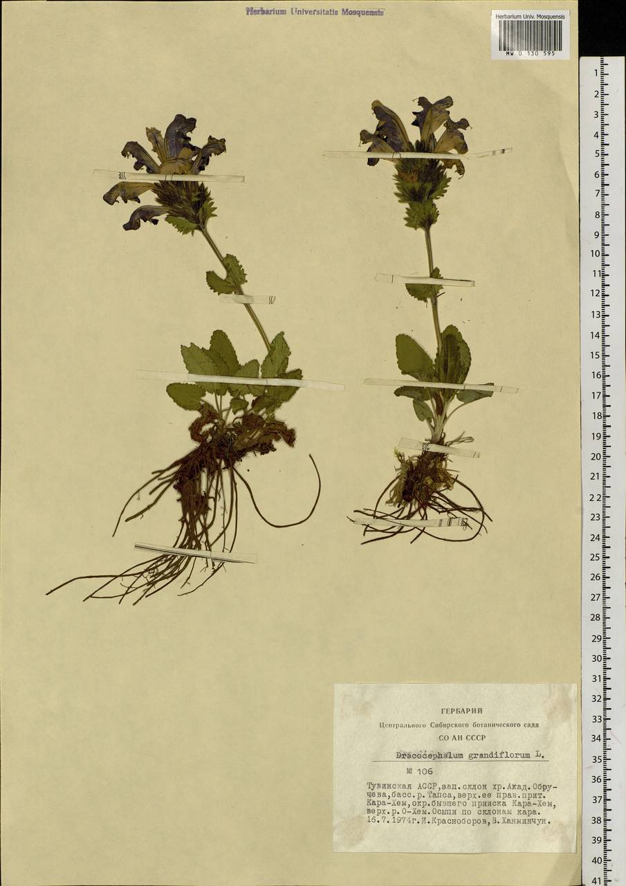 Dracocephalum grandiflorum L., Siberia, Altai & Sayany Mountains (S2) (Russia)