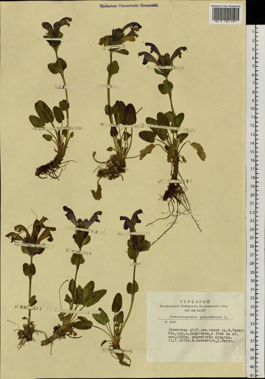 Dracocephalum grandiflorum L., Siberia, Altai & Sayany Mountains (S2) (Russia)