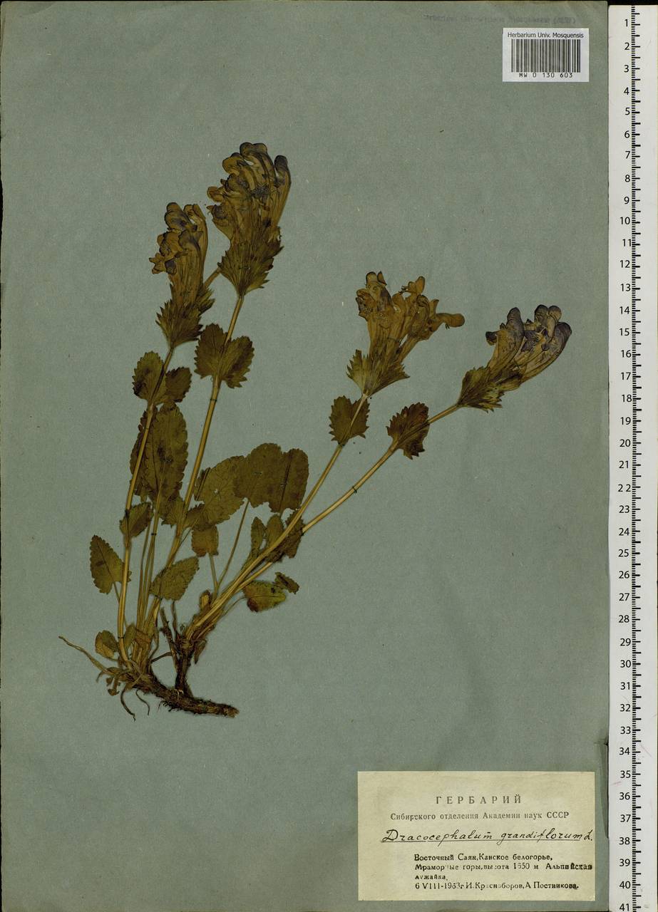 Dracocephalum grandiflorum L., Siberia, Altai & Sayany Mountains (S2) (Russia)