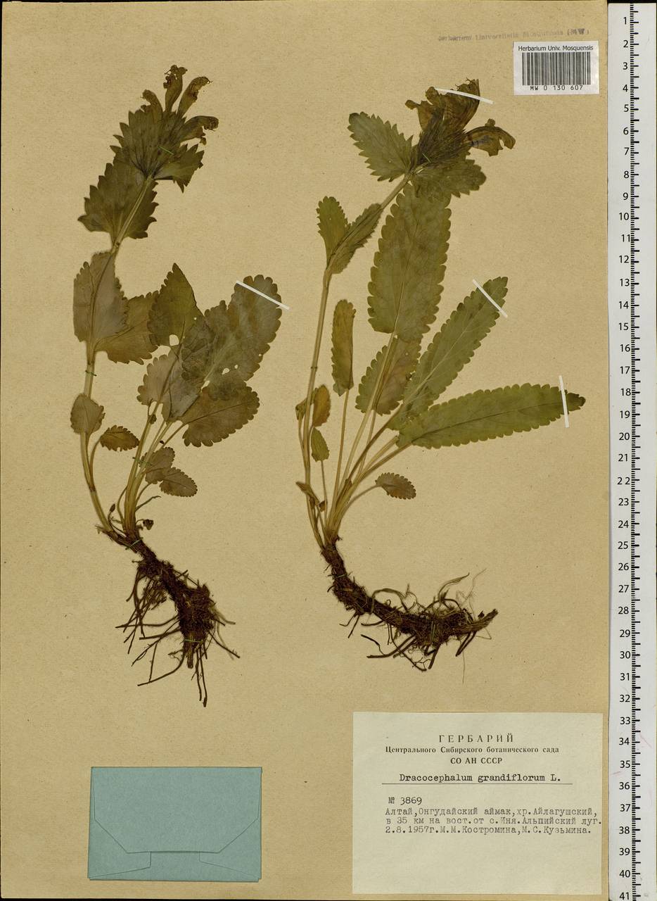 Dracocephalum grandiflorum L., Siberia, Altai & Sayany Mountains (S2) (Russia)