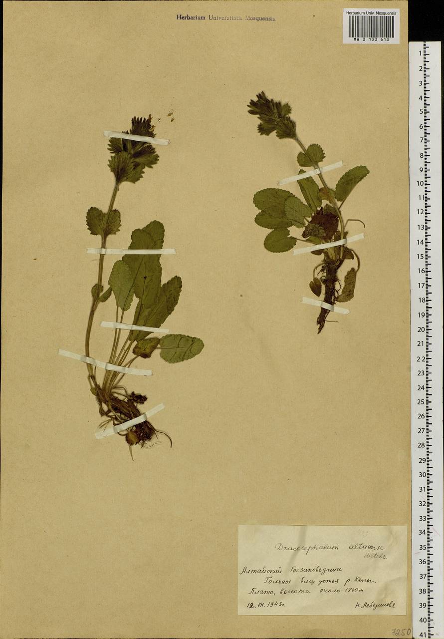 Dracocephalum grandiflorum L., Siberia, Altai & Sayany Mountains (S2) (Russia)