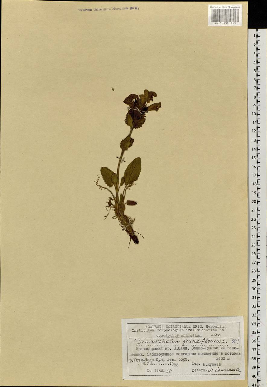 Dracocephalum grandiflorum L., Siberia, Altai & Sayany Mountains (S2) (Russia)
