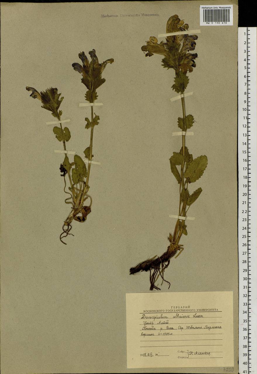 Dracocephalum grandiflorum L., Siberia, Altai & Sayany Mountains (S2) (Russia)