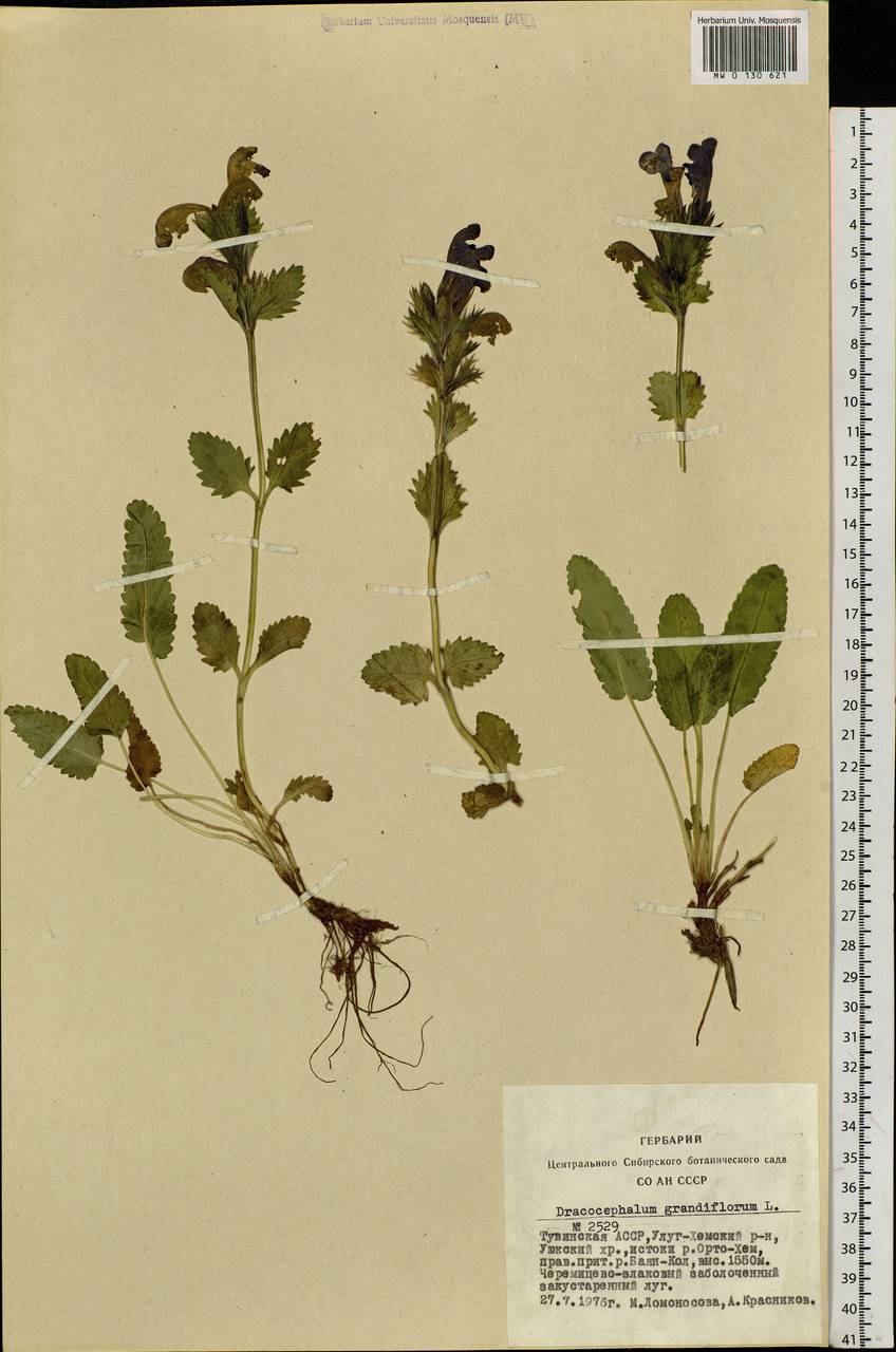 Dracocephalum grandiflorum L., Siberia, Altai & Sayany Mountains (S2) (Russia)