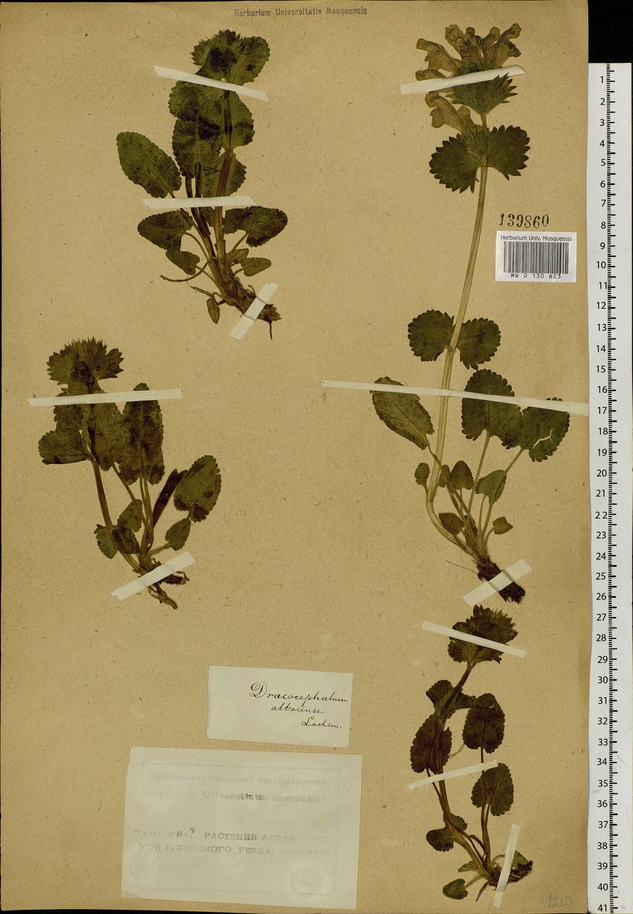 Dracocephalum grandiflorum L., Siberia, Altai & Sayany Mountains (S2) (Russia)