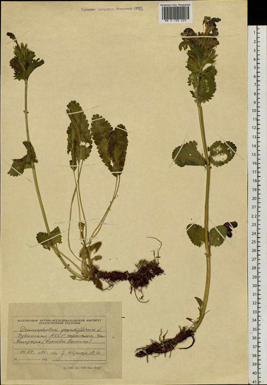 Dracocephalum grandiflorum L., Siberia, Altai & Sayany Mountains (S2) (Russia)