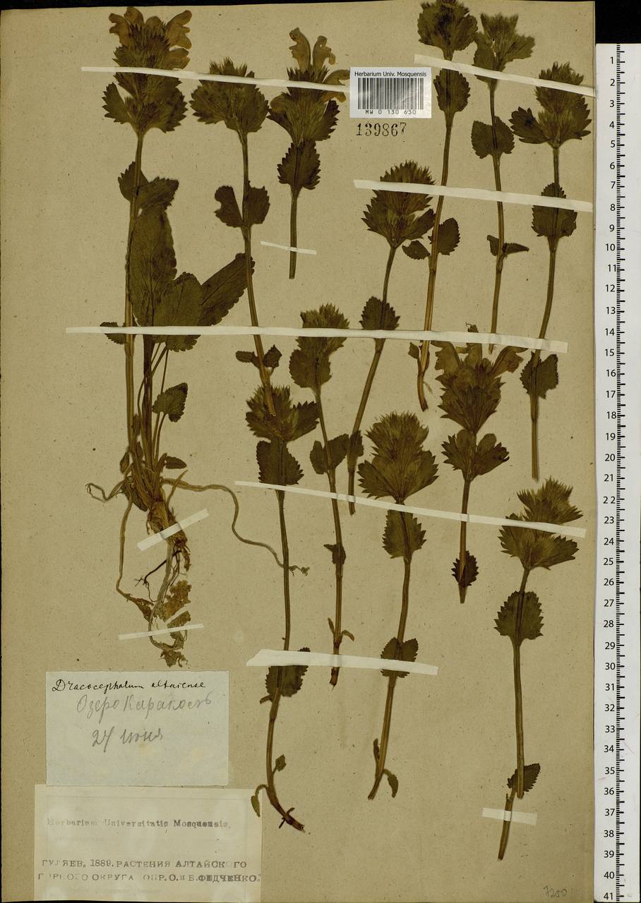 Dracocephalum grandiflorum L., Siberia, Altai & Sayany Mountains (S2) (Russia)