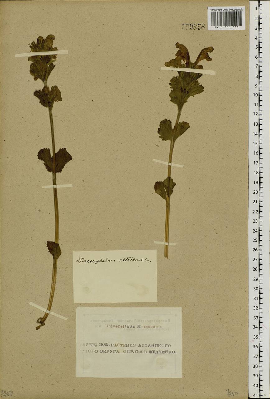 Dracocephalum grandiflorum L., Siberia, Altai & Sayany Mountains (S2) (Russia)