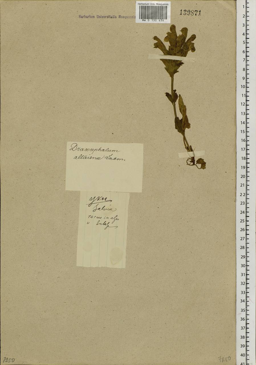 Dracocephalum grandiflorum L., Siberia, Altai & Sayany Mountains (S2) (Russia)