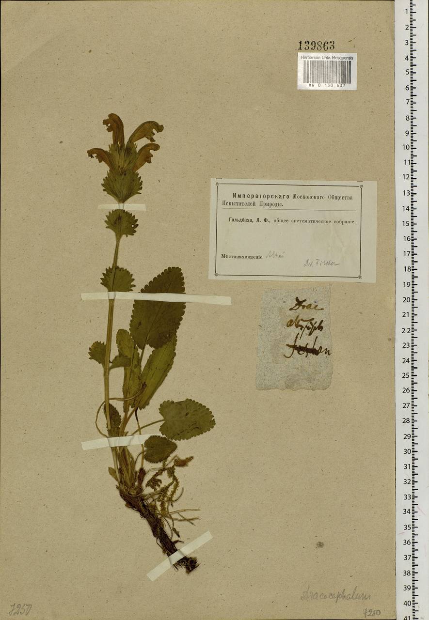 Dracocephalum grandiflorum L., Siberia, Altai & Sayany Mountains (S2) (Russia)