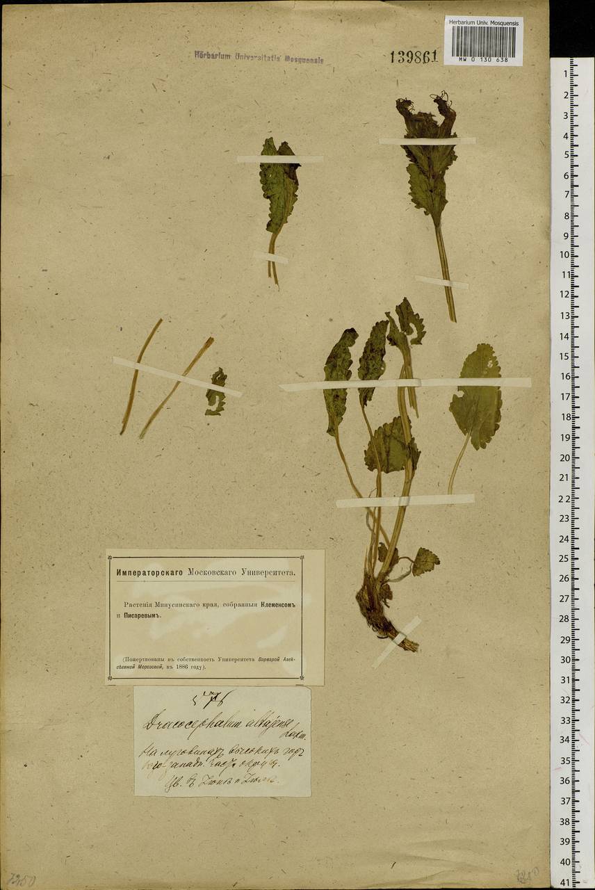 Dracocephalum grandiflorum L., Siberia, Altai & Sayany Mountains (S2) (Russia)