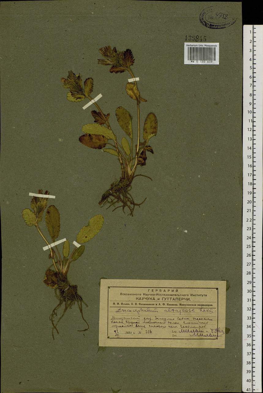 Dracocephalum grandiflorum L., Siberia, Altai & Sayany Mountains (S2) (Russia)