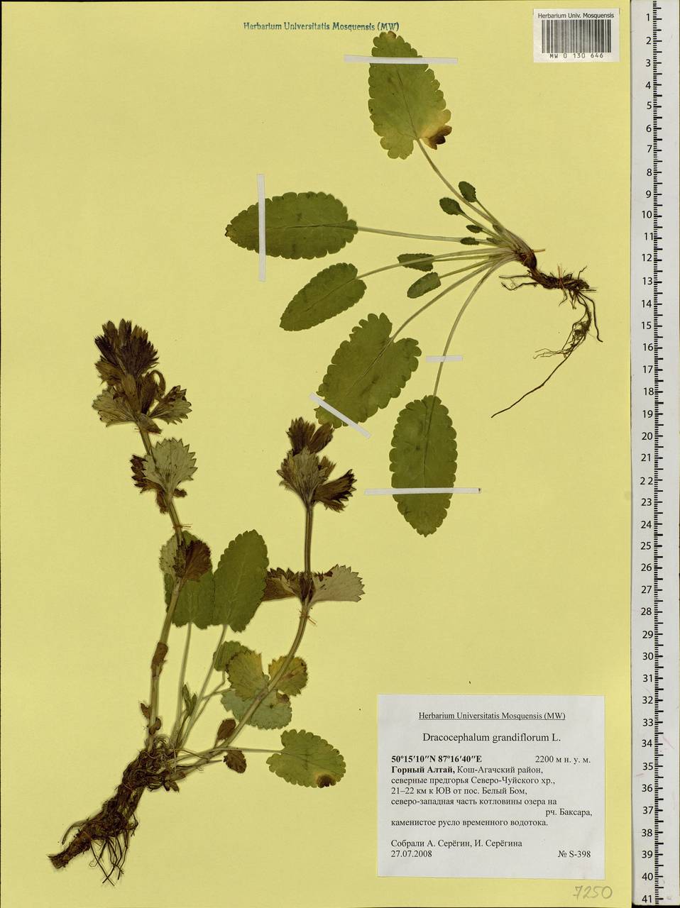 Dracocephalum grandiflorum L., Siberia, Altai & Sayany Mountains (S2) (Russia)